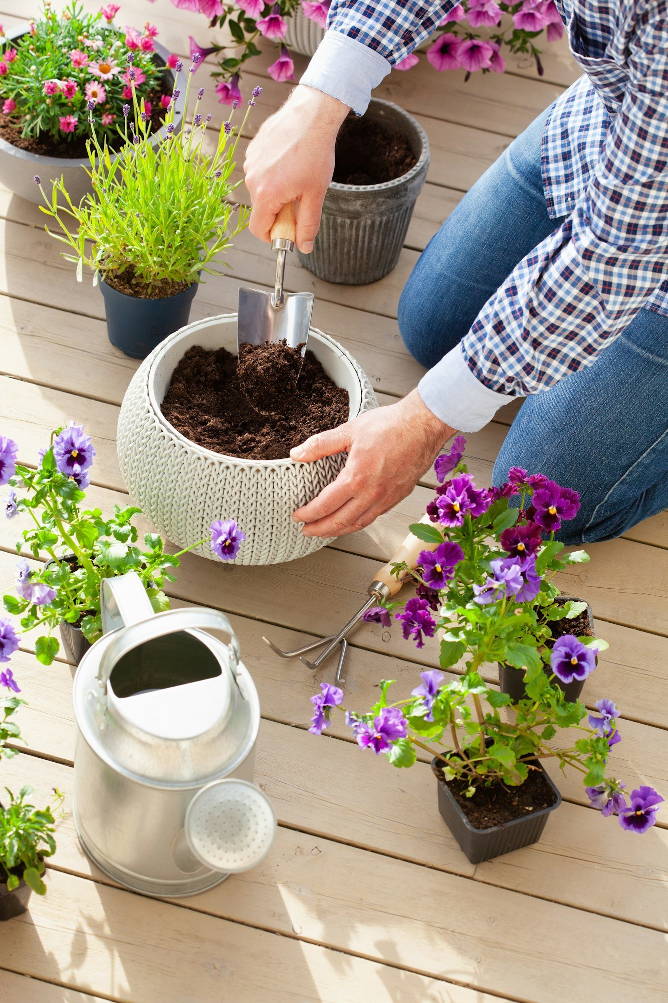 man gardener planting pansy, lavender flowers in flowerpot in garden on terrace